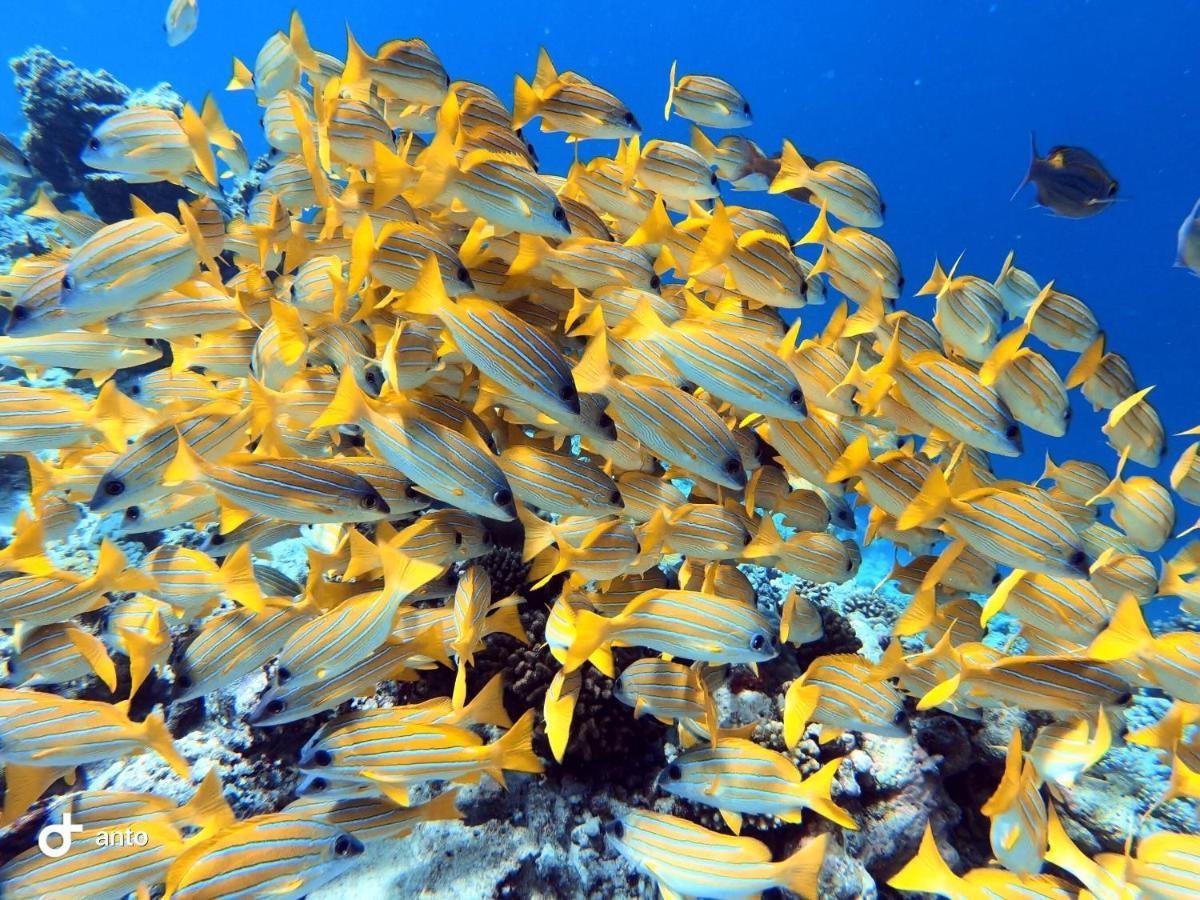 Hiraeth Island Home Guraidhoo  Exteriör bild