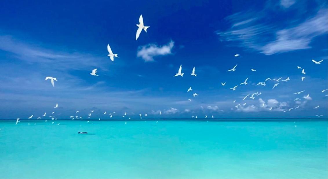 Hiraeth Island Home Guraidhoo  Exteriör bild